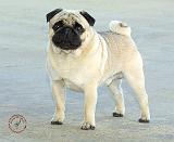 Pug 9K031D-01